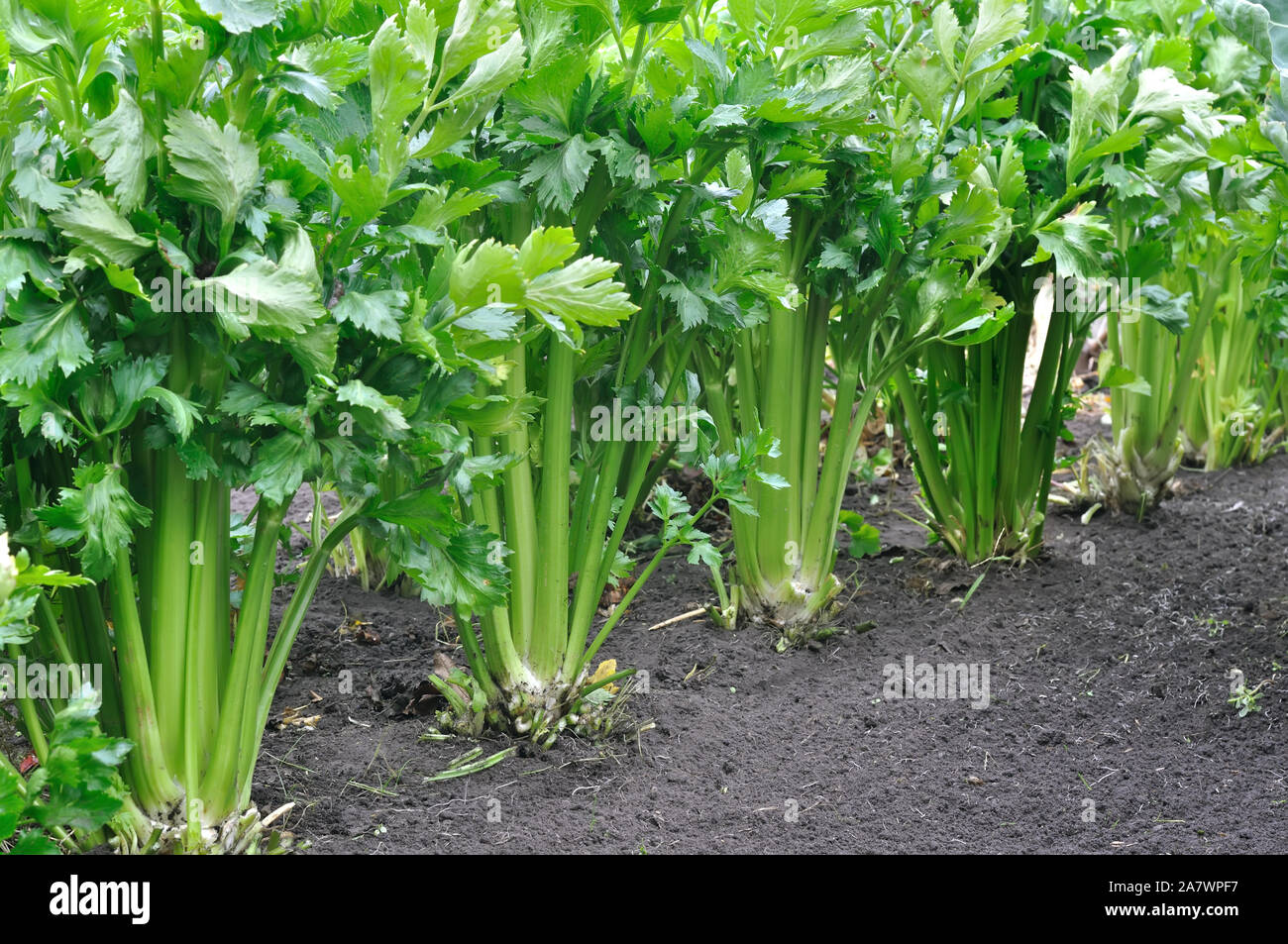 Close-up di crescita di sedano plantation (ortaggi in foglie) nel giardino vegetale Foto Stock