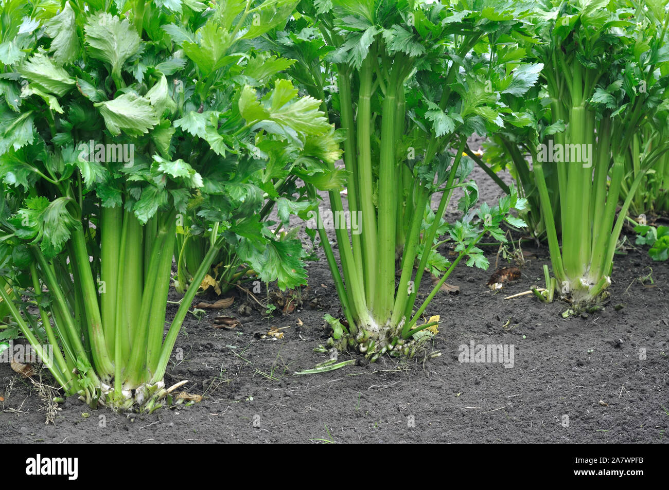 Close-up di crescita di sedano plantation (ortaggi in foglie) nel giardino vegetale Foto Stock