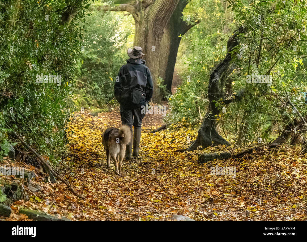 Un uomo cammina la sua croce razza cane oltre caduta foglie in Ladderbanks Lane, Baildon, Yorkshire. Foto Stock