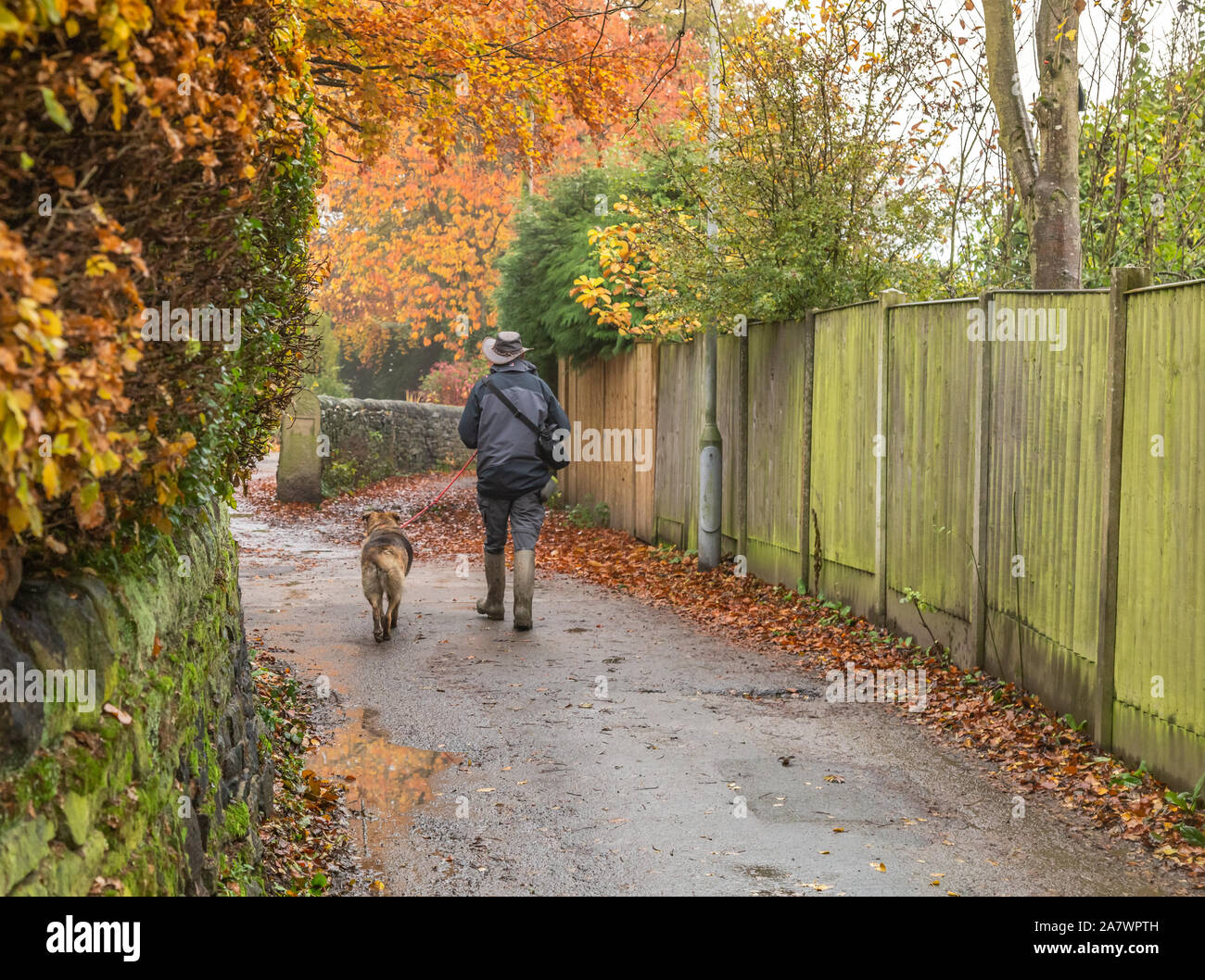 Un uomo cammina il suo cane in Ladderbanks Lane, Baildon Yorkshire. Foto Stock