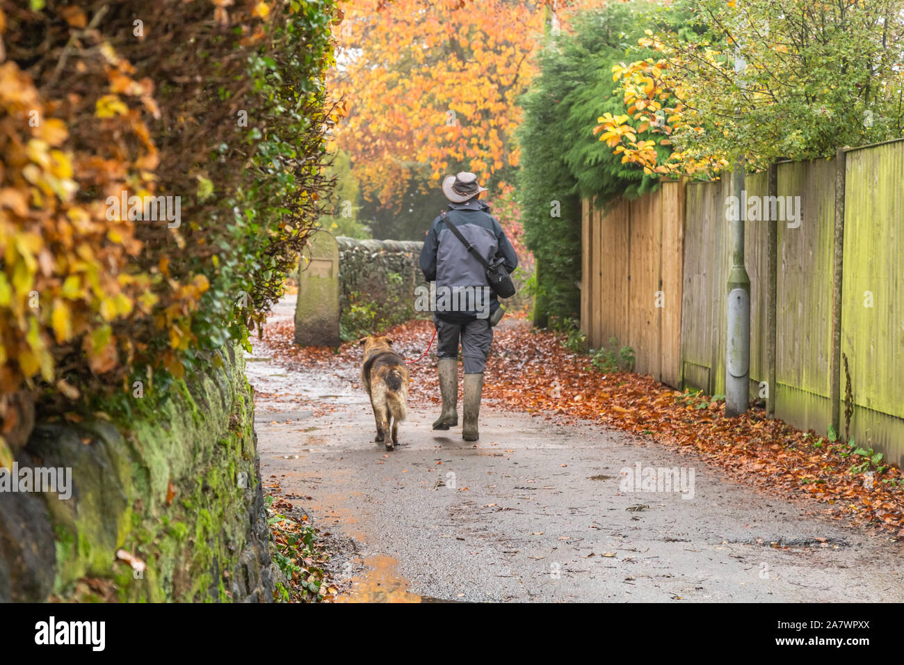 Un uomo cammina il suo cane in Ladderbanks Lane, Baildon Yorkshire. Foto Stock
