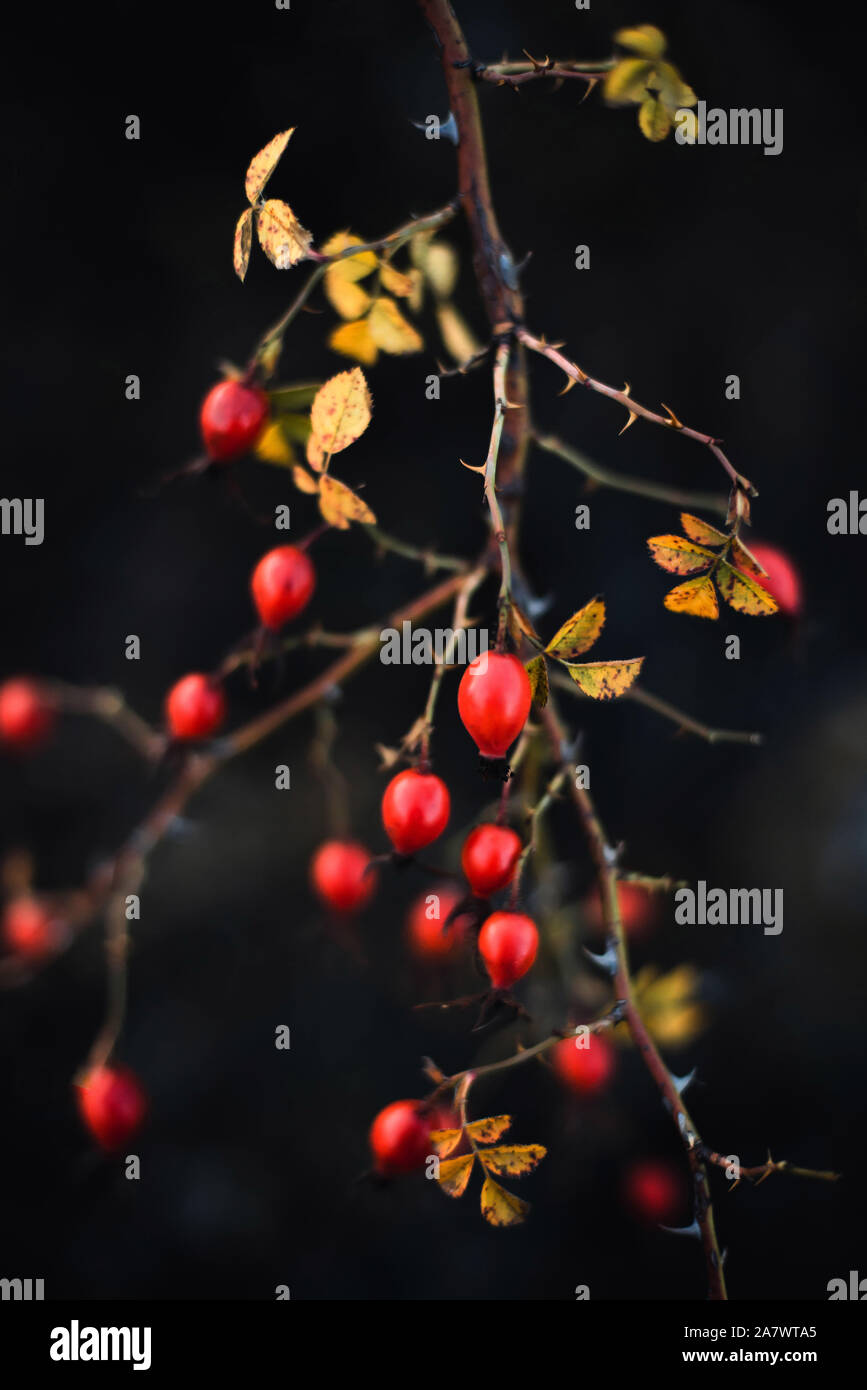 Molti rossi bacche mature sulla struttura sottile o rami di bush nella foresta Foto Stock