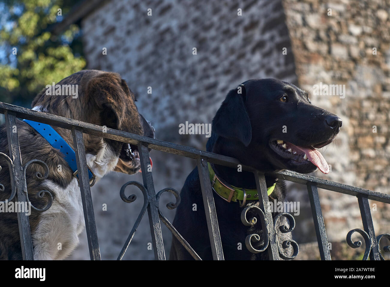 Due cani cercando su un vecchio grigio metallo recinto con gree e collare blu Foto Stock