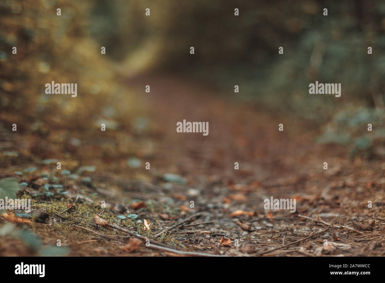 Colorato sentiero forestale in estrema profondità di campo Foto Stock