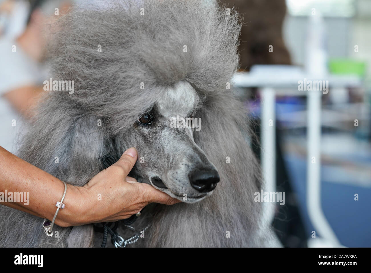 Grande barboncino grigio getting curato al concorso del cane, proprietario tenendo la bocca Foto Stock