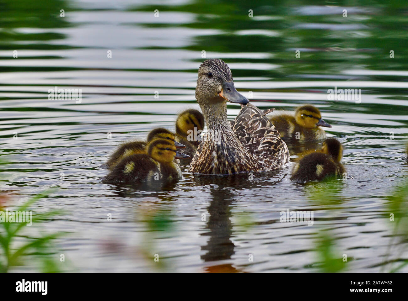 Una madre Mallard duck Anas platyrhynchos, con i suoi giovani pulcini nuoto in acque calme di Maxwell lago vicino a Hinton Alberta Canada. Foto Stock