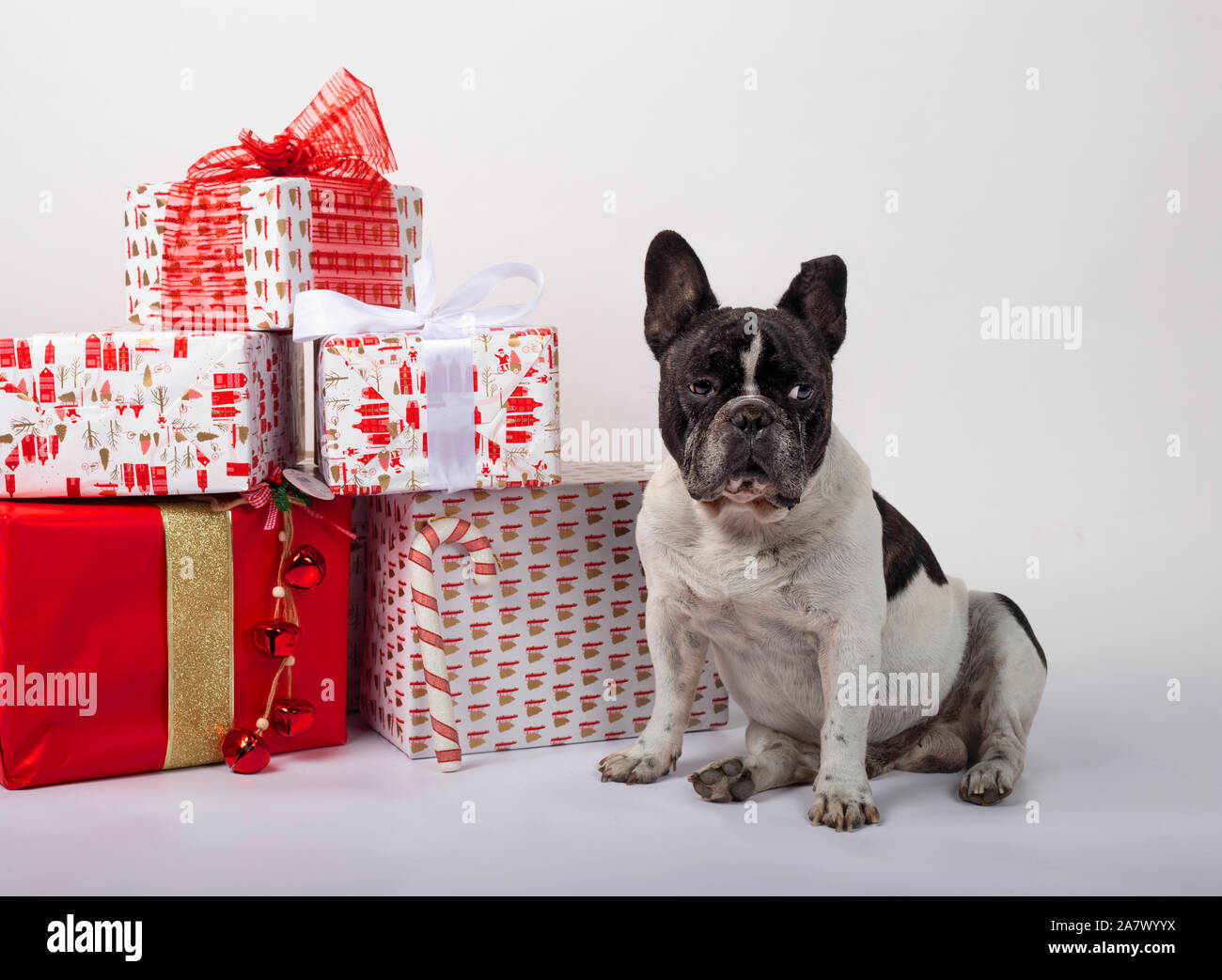 Bulldog francese seduto con il natale confezioni regalo su sfondo bianco  Foto stock - Alamy