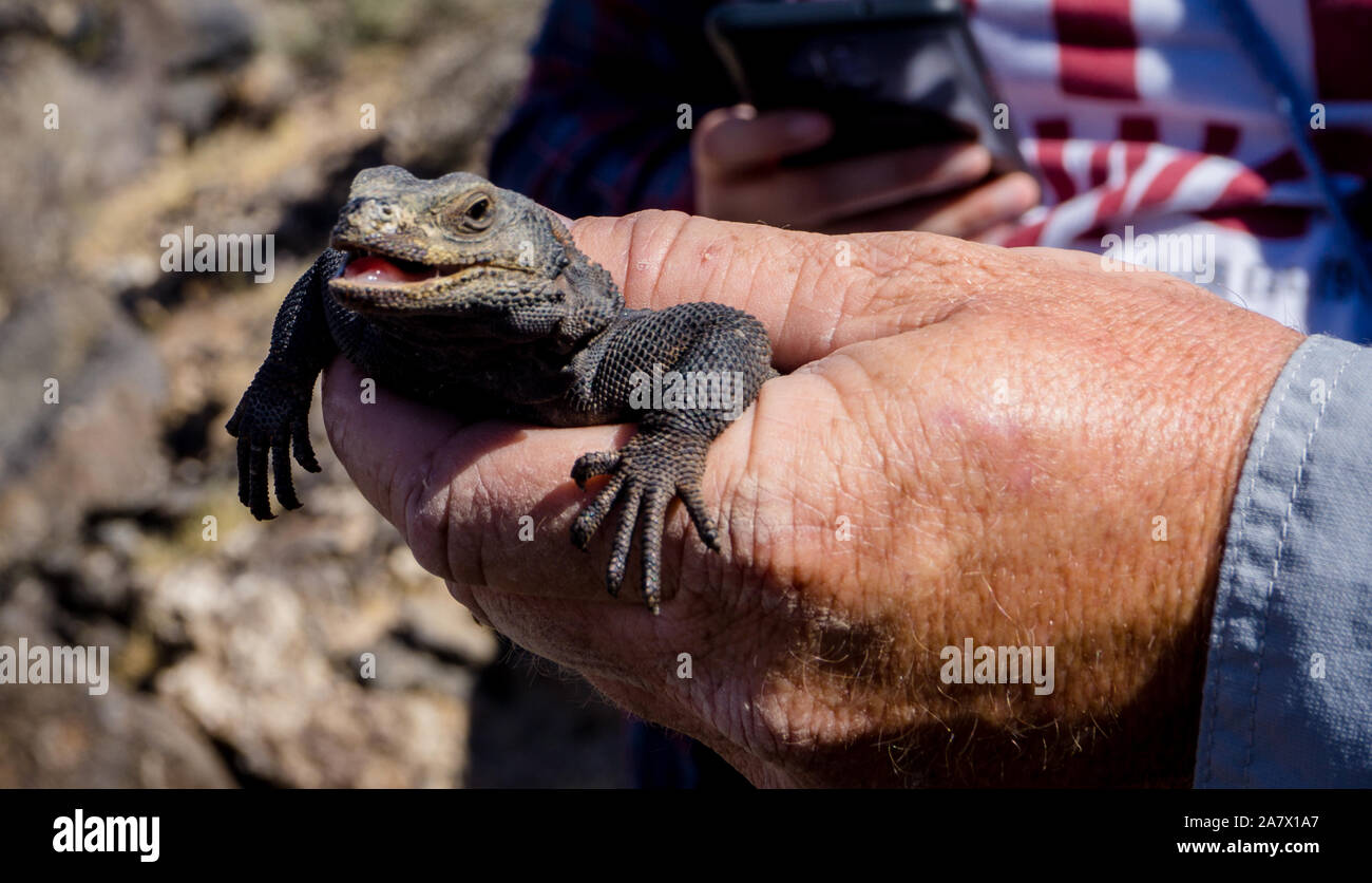 Un Chuckwalla (Sauromalus ater) procurarsi nel deserto di Mojave, STATI UNITI D'AMERICA Foto Stock