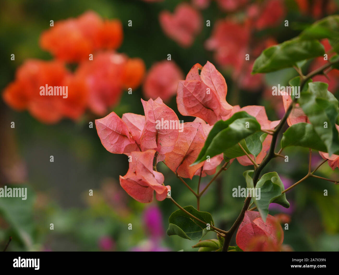 Bouganville rosa Foto Stock
