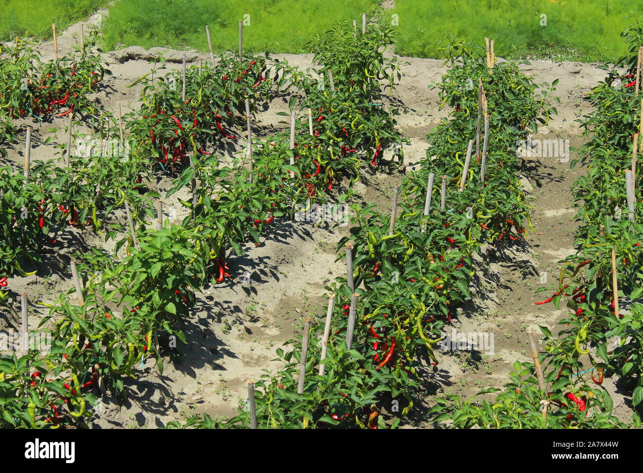 Rosso e peperoncini verdi in crescita in un orto Foto Stock