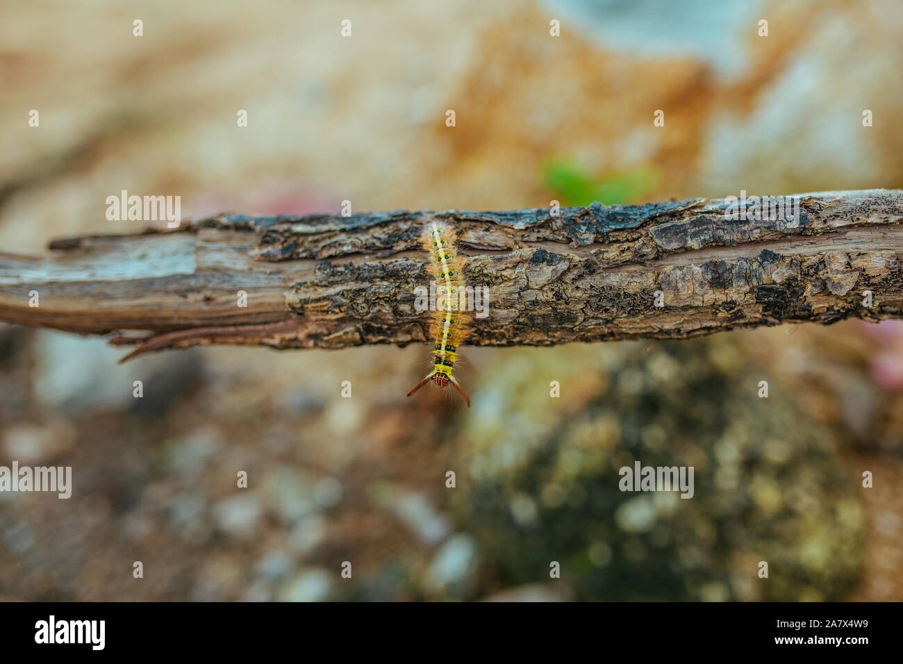 Giallo farfalla Caterpillar Myriapoda diplopoda arthropoda tracheata wild insetto vita bug Foto Stock