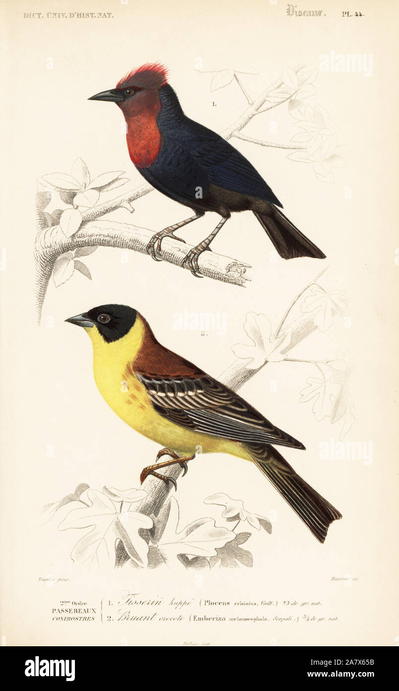 Malimbo crestato, Malimbus malimbicus e a testa nera bunting, Emberiza melanocephala. Handcolored incisione di Fournier dopo una illustrazione da Edouard Travies da Charles d'Orbigny's Dictionnaire Universel d'Histoire Naturelle (Dizionario di storia naturale), Paris, 1849. Foto Stock