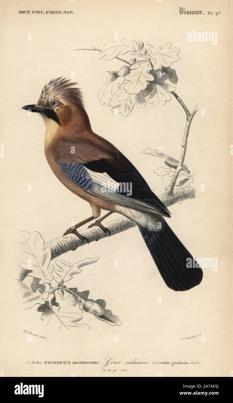 Eurasian jay Garrulus glandarius. Handcolored incisione di Vedova Fournier dopo una illustrazione da Edouard Travies da Charles d'Orbigny's Dictionnaire Universel d'Histoire Naturelle (Dizionario di storia naturale), Paris, 1849. Foto Stock