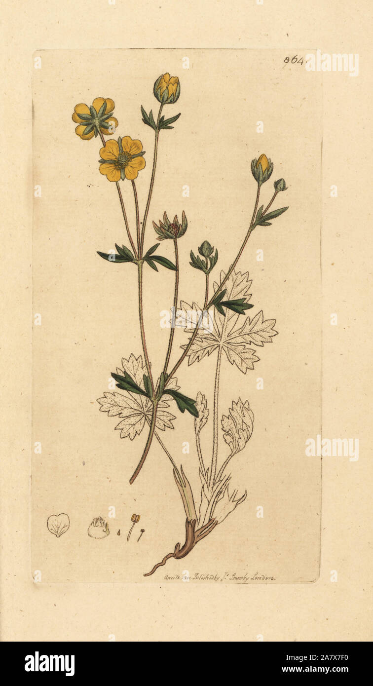 Trailing tormentil, Potentilla reptans (Tormentilla reptans). Handcolored incisione su rame dopo un disegno da James Sowerby per James Smith è inglese botanica, 1801. Foto Stock