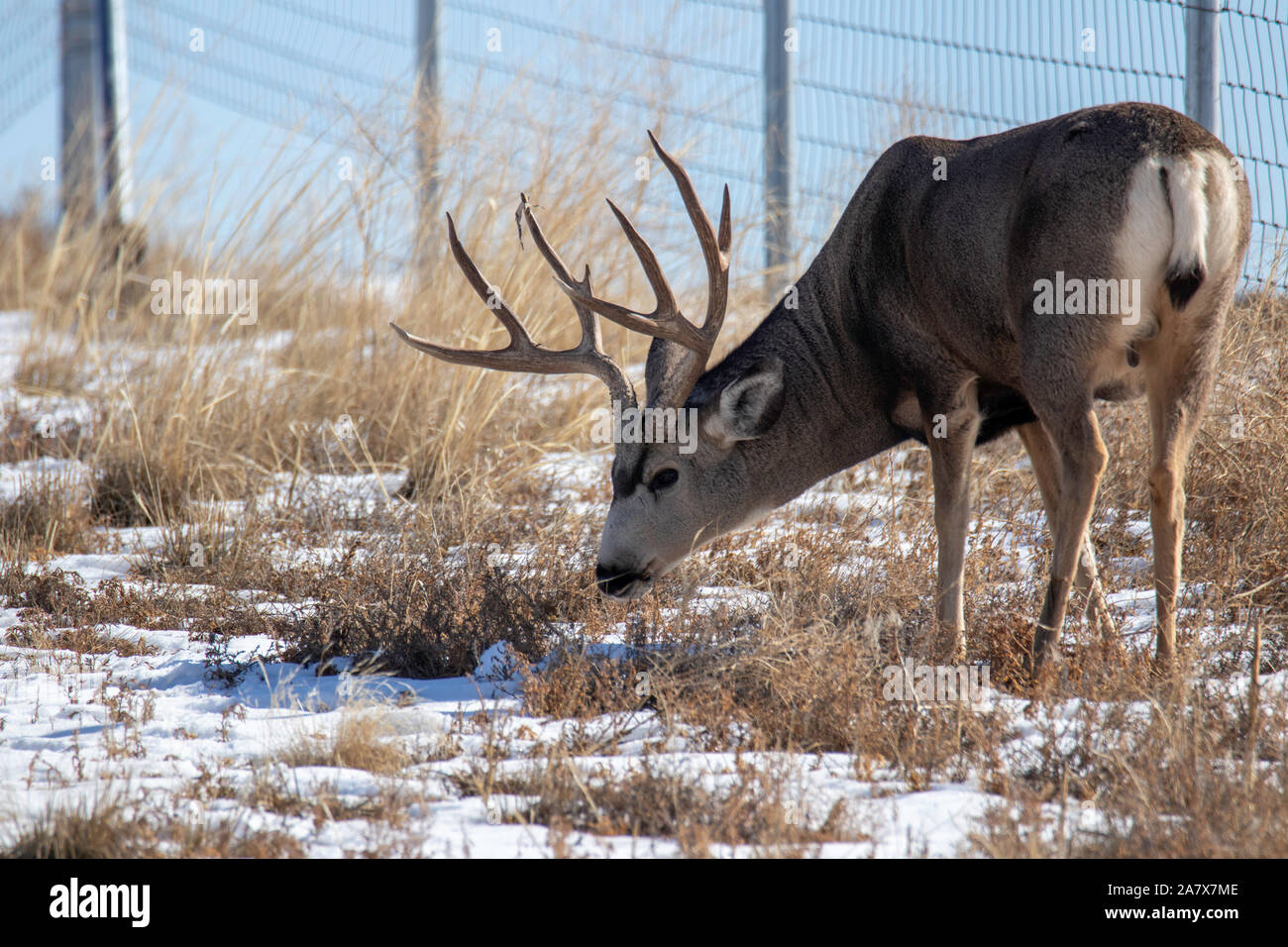 Tipico Mule Deer Buck (Odocoileus hemionus) Rocky Mountain Arsenal Wildlife Refuge Colorado, STATI UNITI D'AMERICA Foto Stock
