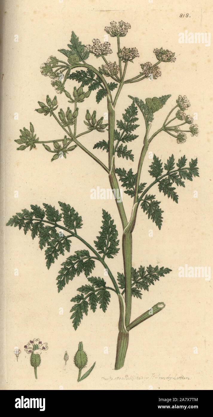 Ruvido cerfoglio Anthriscus caucalis (Scandix anthriscus). Handcolored incisione su rame da un disegno da James Sowerby per Smith è inglese botanica, Londra, 1800. Foto Stock