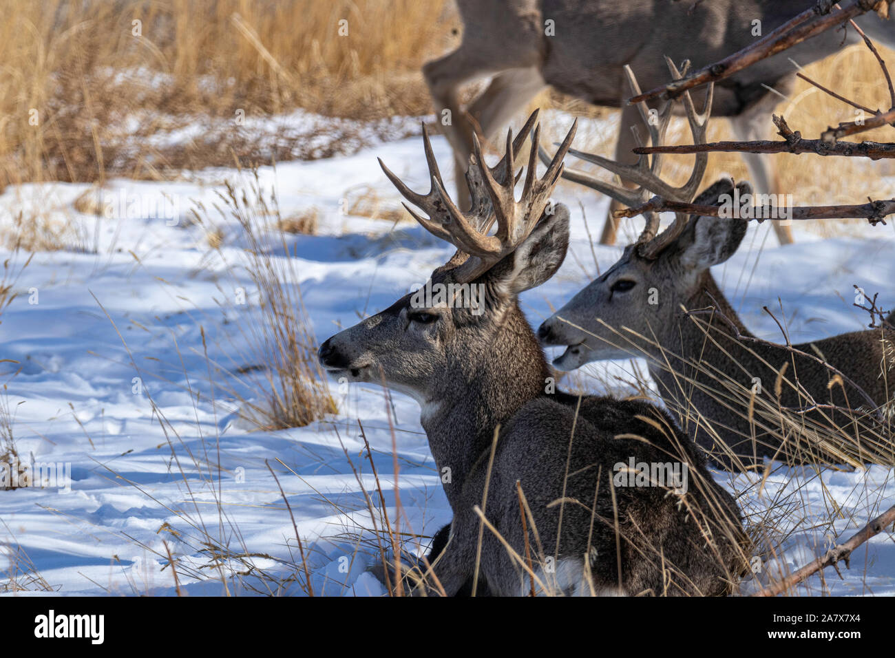 Mule Deer buck/ stag (Odocoileus hemionus) Rocky Mountain Arsenal Wildlife Refuge Colorado, STATI UNITI D'AMERICA Foto Stock