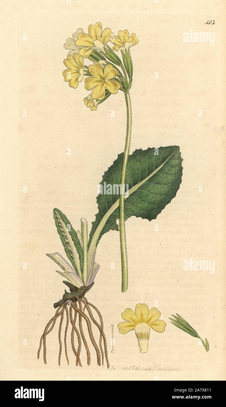 Vero oxlip, Primula elatior. Handcolored incisione su rame dopo un disegno da James Sowerby per James Smith è inglese botanica, 1798. Foto Stock