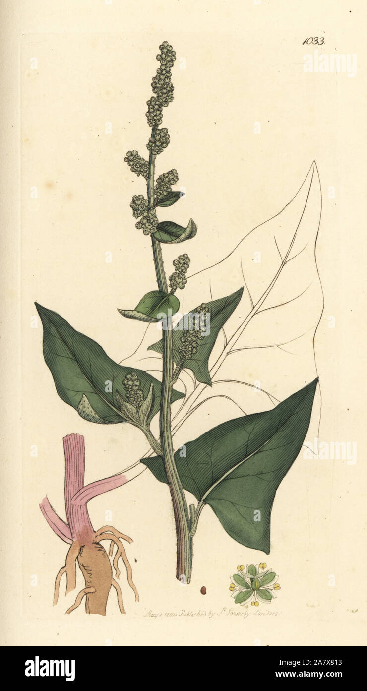 Buon Re Henry o povero-uomo di asparagi, Chenopodium bonus-henricus. Handcolored incisione su rame dopo un disegno da James Sowerby per James Smith è inglese botanica, 1802. Foto Stock