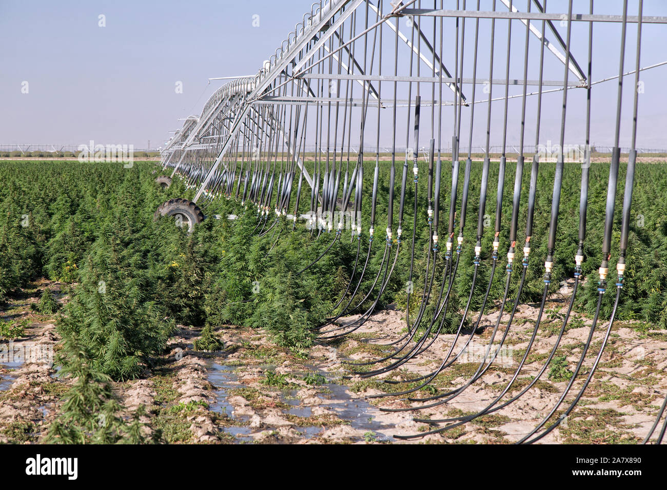 Ceppo industriale Hemp 'Frosted Lime', Cannabis sativa, colture in maturazione, sistema di irrigazione lineare semovente. Foto Stock