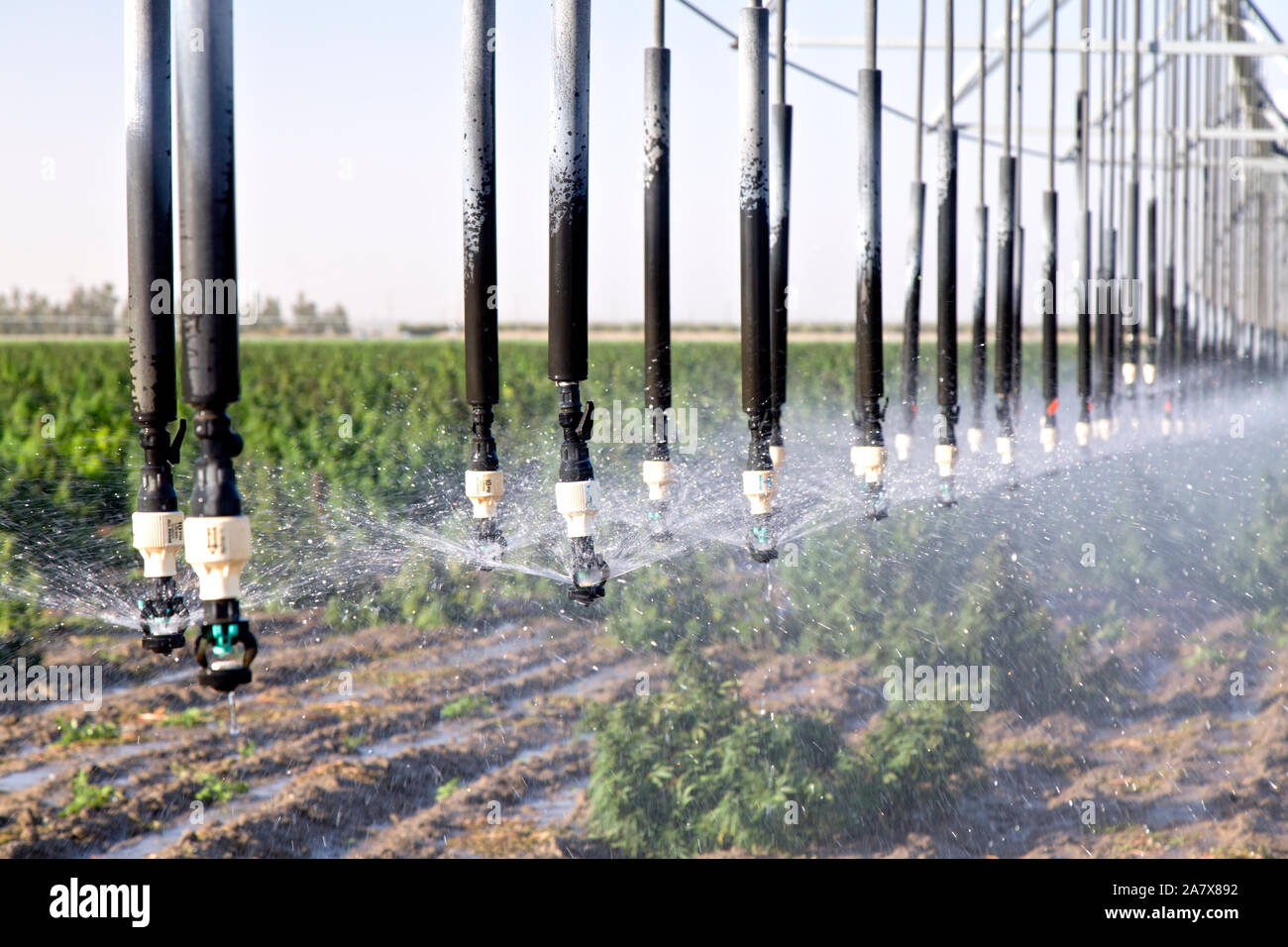 La canapa industriale maturando, "calce smerigliato' ceppo, Cannabis sativa, CBD ricca di deformazione lineare, semoventi sistema di irrigazione in funzione. Foto Stock