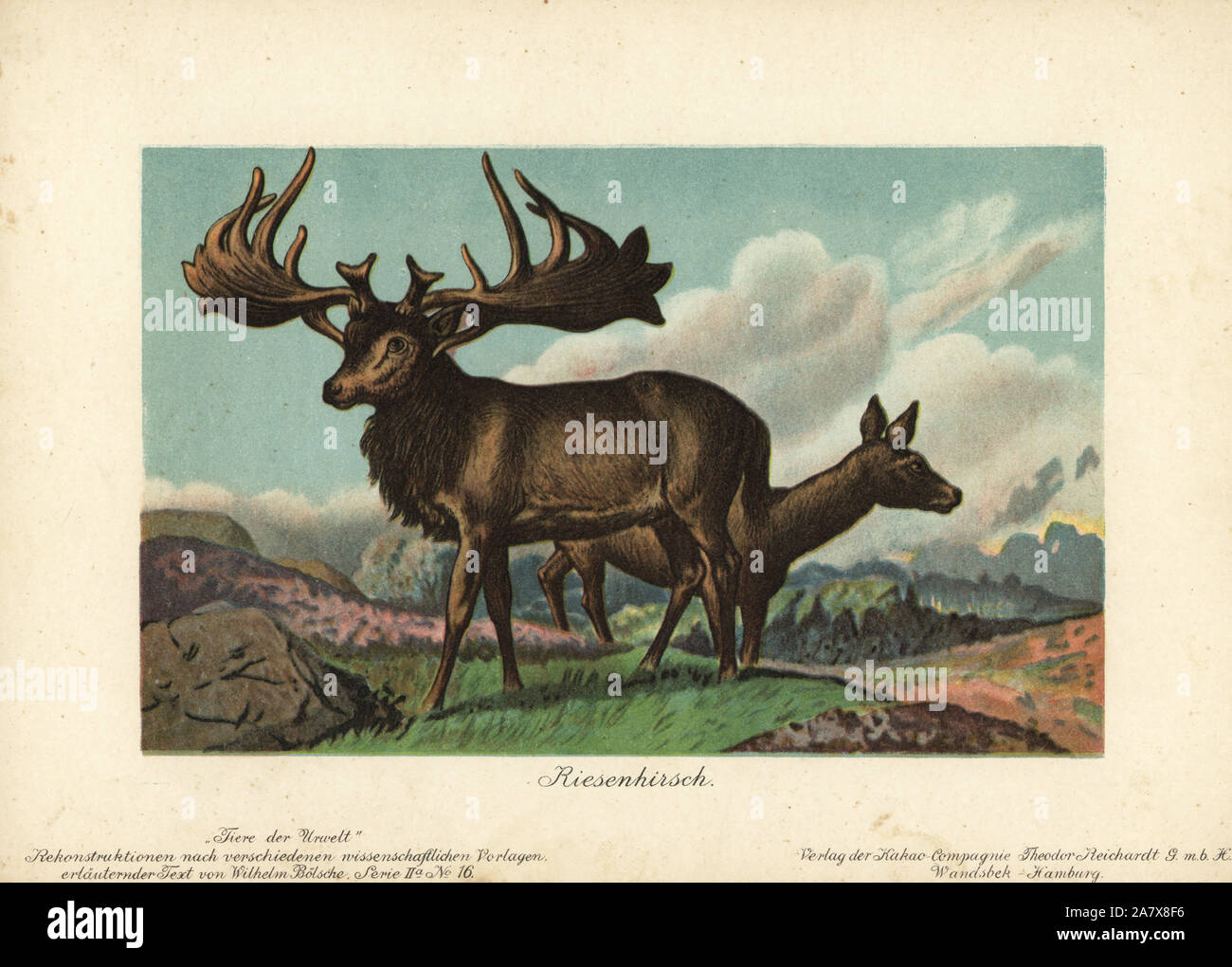 Megaloceros, feste di addio al celibato e il DOE, estinto genere gigante di cervi. Chromolithograph da Wilhelm Bolsche di animali preistorici (Tiere der Urwelt), Reichhardt Kakao Company, Amburgo, 1902. Foto Stock