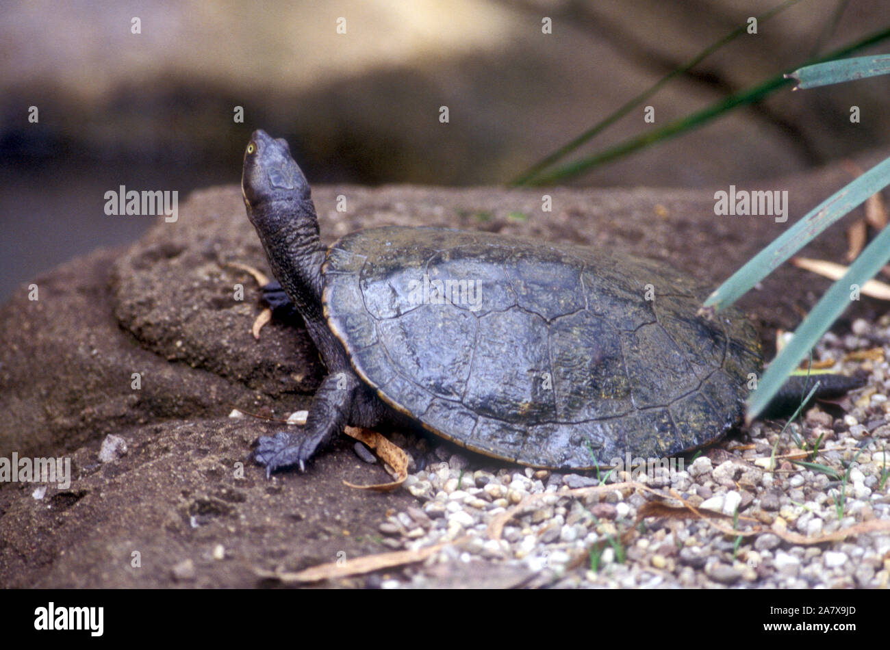 TARTARUGA DI FIUME DI KREFFT (EMYDURA KREFFTII) LA TARTARUGA PIÙ COMUNE TROVATA NEI FIUMI DELL'AREA DI DAINTREE, QUEENSLAND, AUSTRALIA Foto Stock