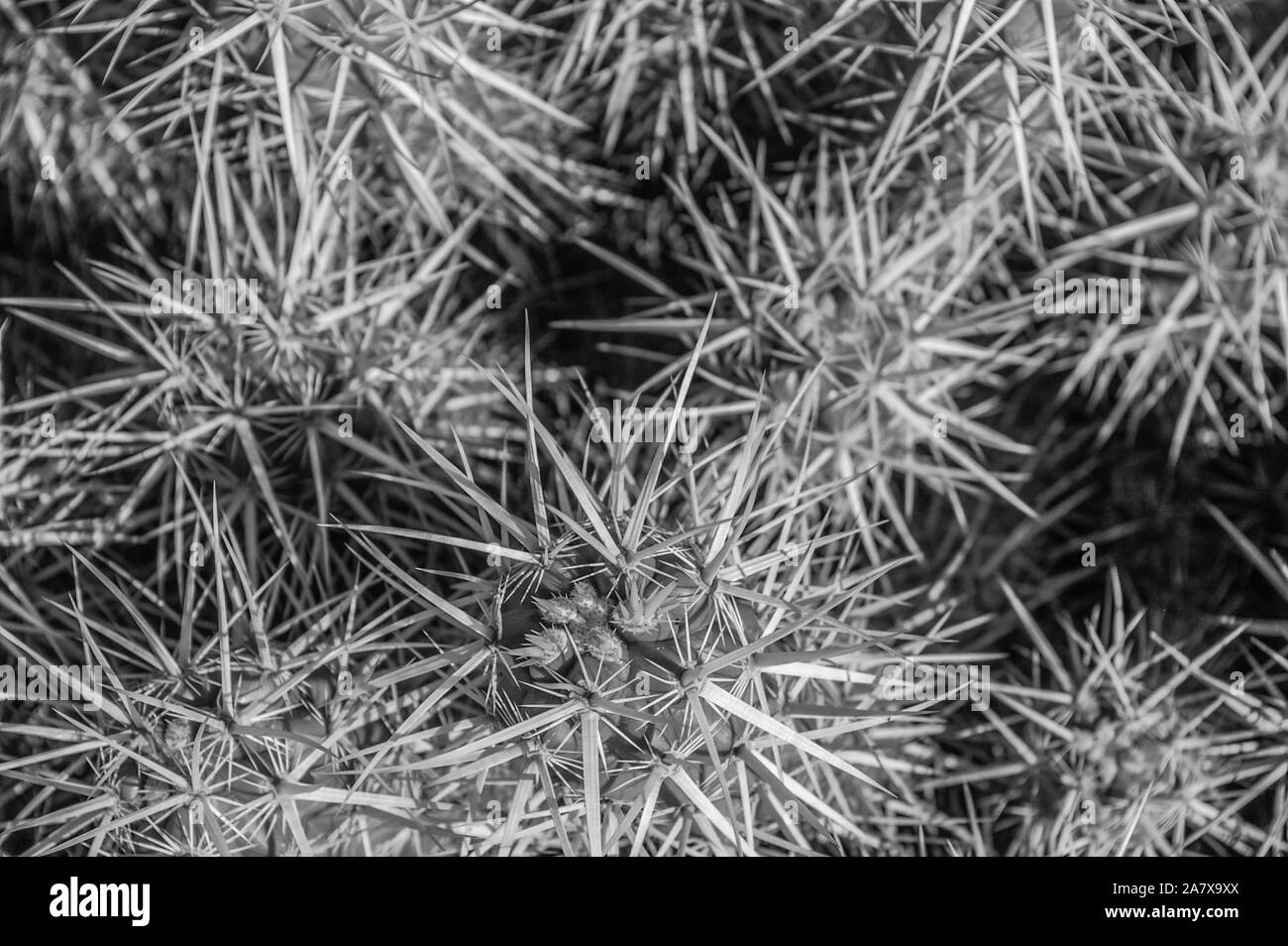 Aghi di cactus Foto Stock