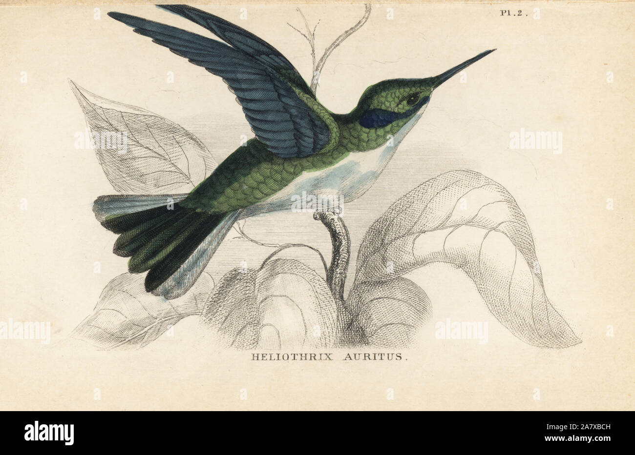 Nero-eared fata, Heliothryx auritus. Acciaio Handcolored incisione da W.C.L. Martin's una storia generale del ronzio-uccelli o la Trochilidae, Bohn, Londra, 1852. Foto Stock