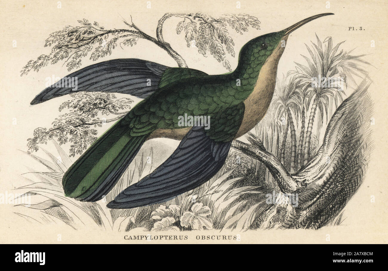 Grigio-breasted sabrewing, largipennis Campylopterus obscurus. Acciaio Handcolored incisione da W.C.L. Martin's una storia generale del ronzio-uccelli o la Trochilidae, Bohn, Londra, 1852. Foto Stock