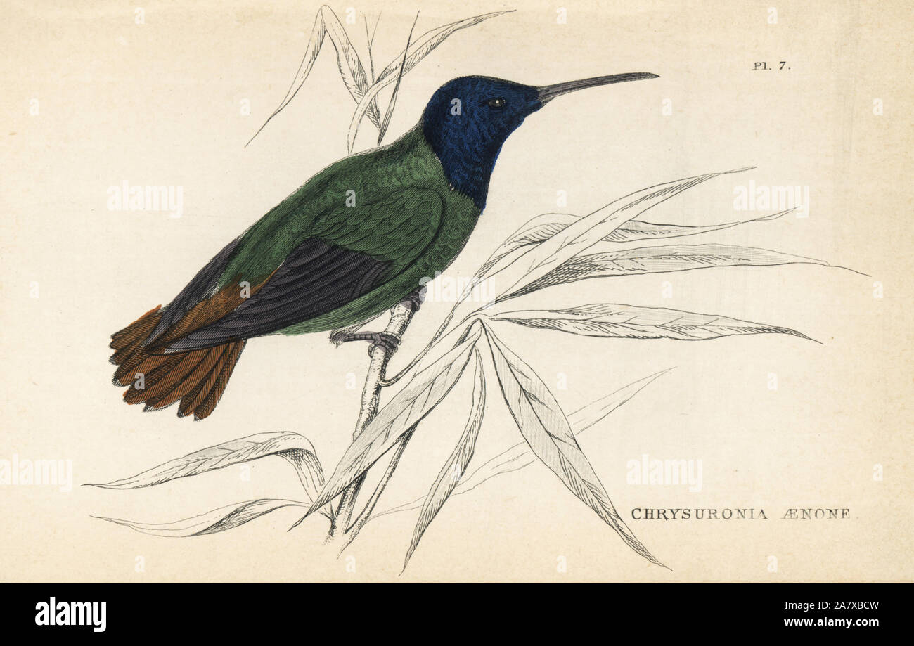 Golden-tailed zaffiro, Chrysuronia oenone. Acciaio Handcolored incisione da W.C.L. Martin's una storia generale del ronzio-uccelli o la Trochilidae, Bohn, Londra, 1852. Foto Stock