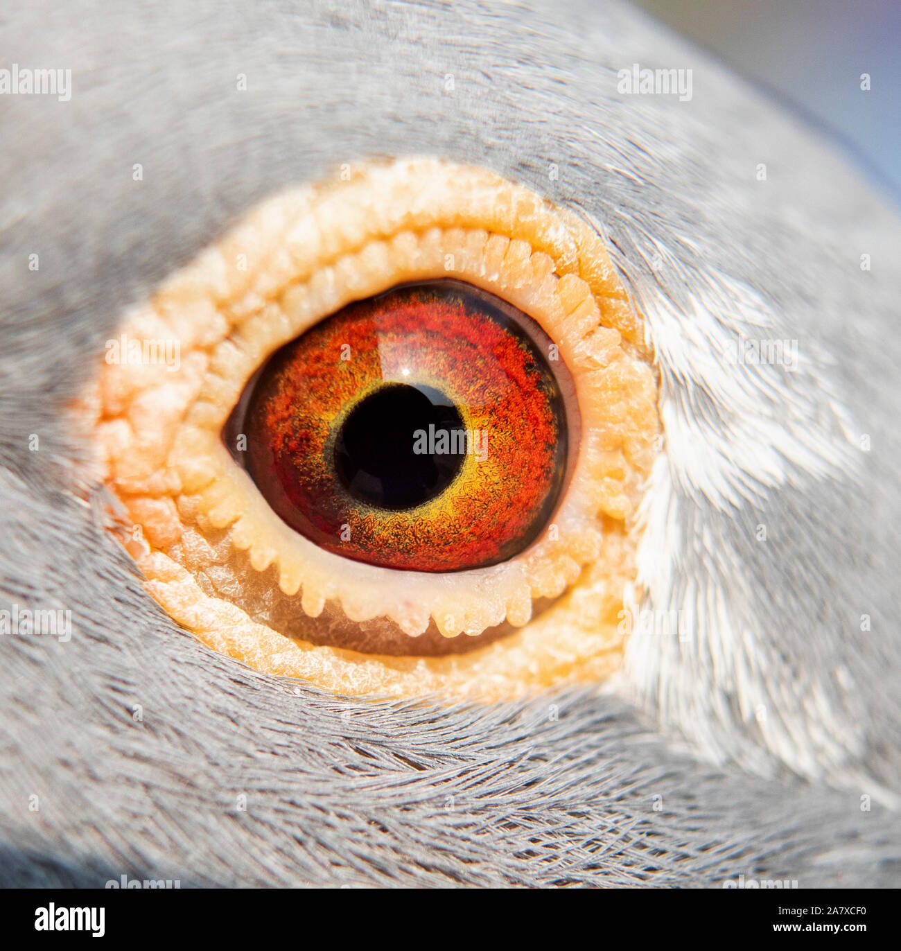 Close up dettaglio in occhi di homing pigeon bird Foto Stock