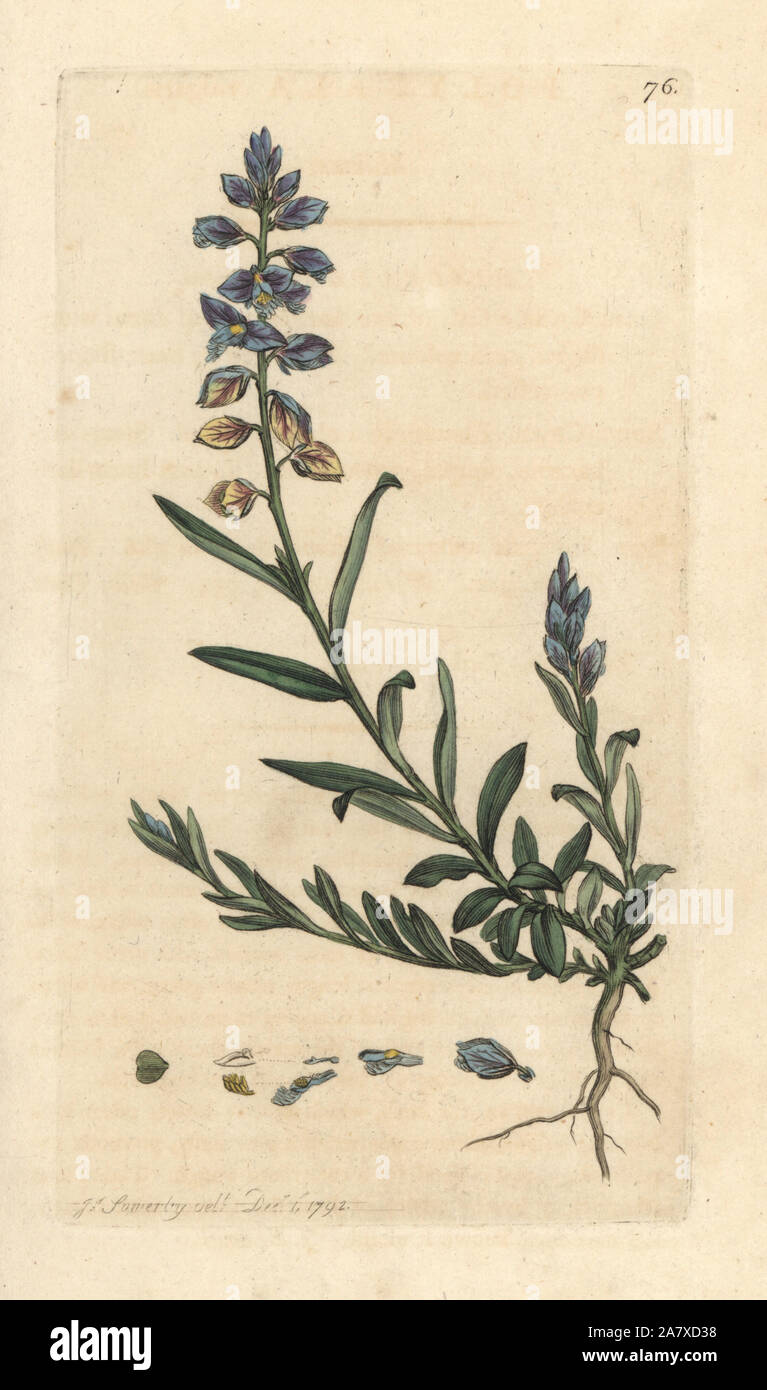 Milkwort, Polygala vulgaris. Handcolored incisione su rame dopo una illustrazione di James Sowerby da James Smith è inglese botanica, Londra, 1791. Foto Stock
