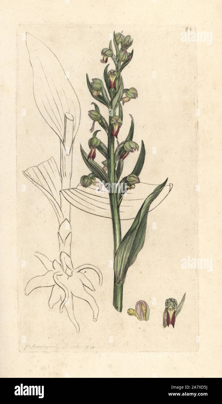 Rana, orchidea Dactylorhiza viridis (Rana satyrion o orchis, Satyrium viride). Handcolored incisione su rame dopo una illustrazione di James Sowerby da James Smith è inglese botanica, Londra, 1793. Foto Stock