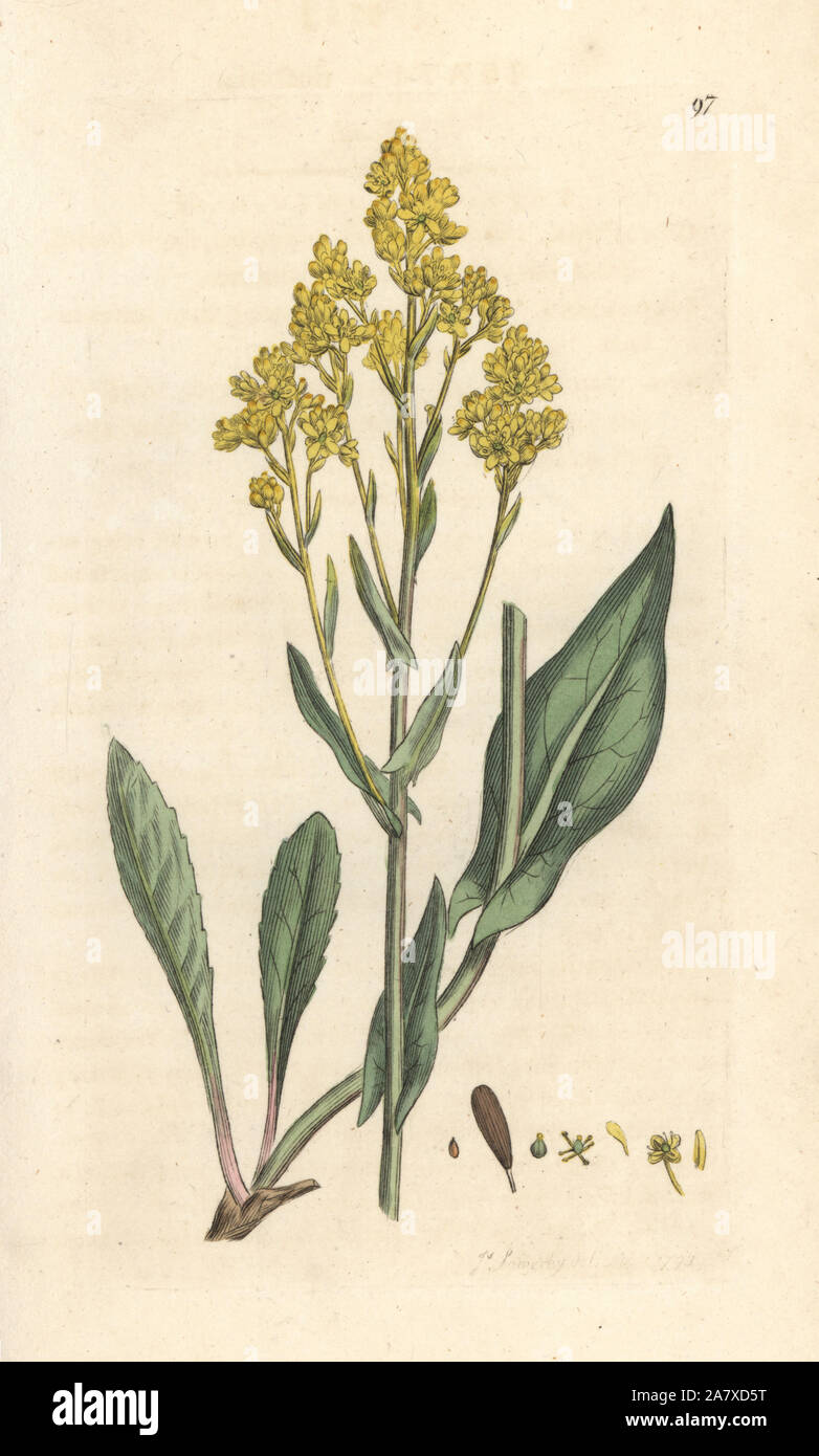 Guado, Isatis tinctoria. Handcolored incisione su rame dopo una illustrazione di James Sowerby da James Smith è inglese botanica, Londra, 1793. Foto Stock