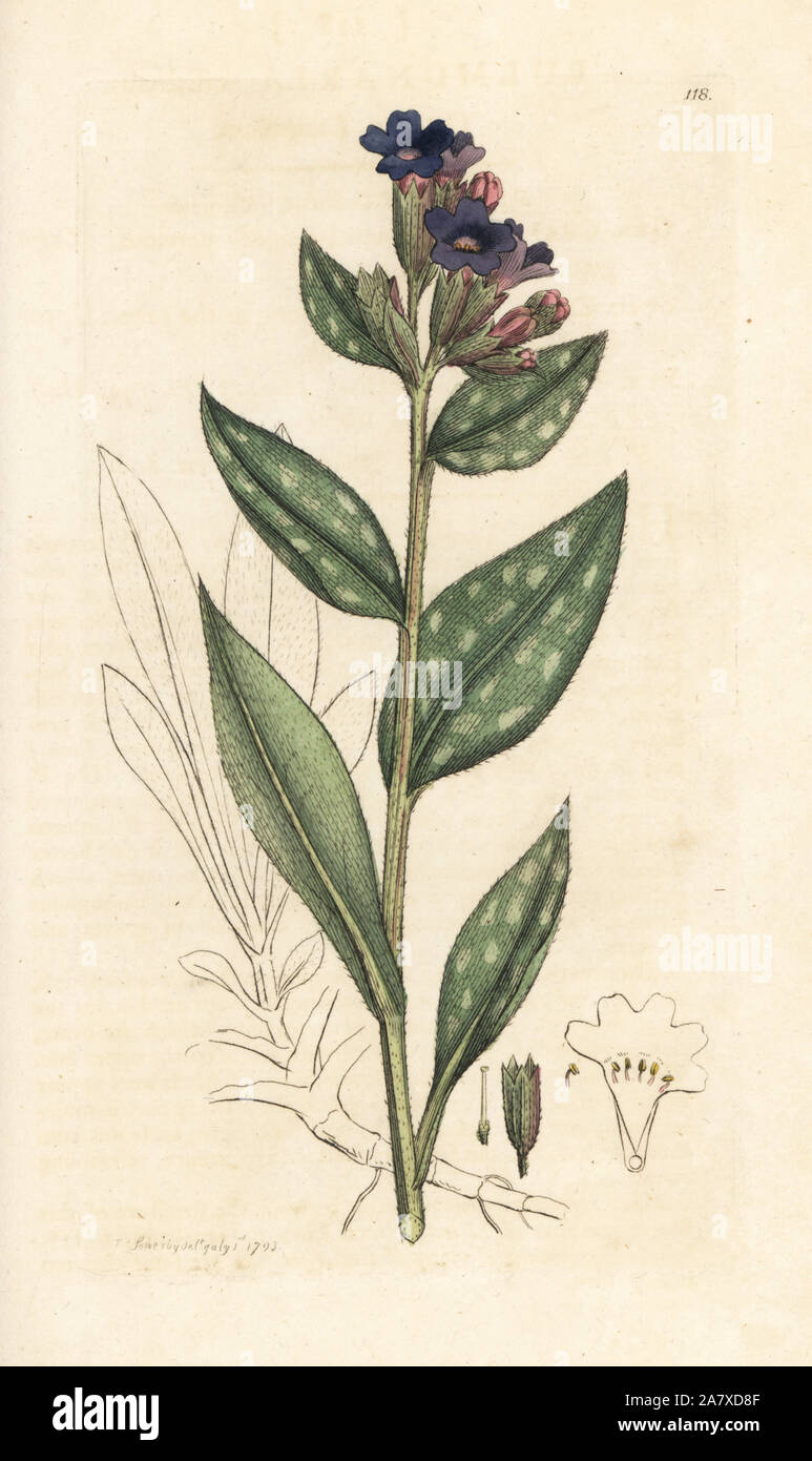 Lungwort, Pulmonaria officinalis. Handcolored incisione su rame dopo una illustrazione di James Sowerby da James Smith è inglese botanica, Londra, 1793. Foto Stock