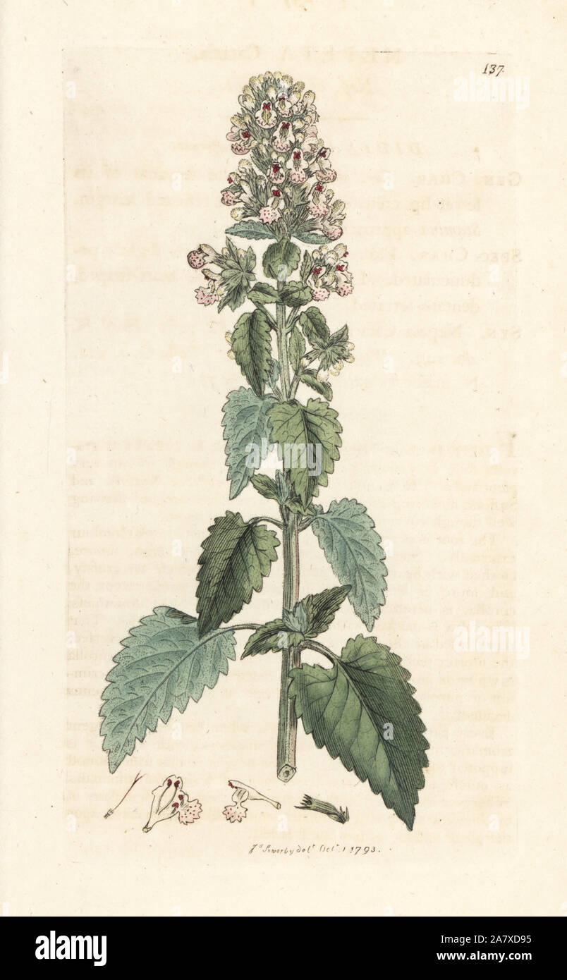 Erba gatta, Nepeta cataria. Handcolored incisione su rame dopo una illustrazione di James Sowerby da James Smith è inglese botanica, Londra, 1793. Foto Stock