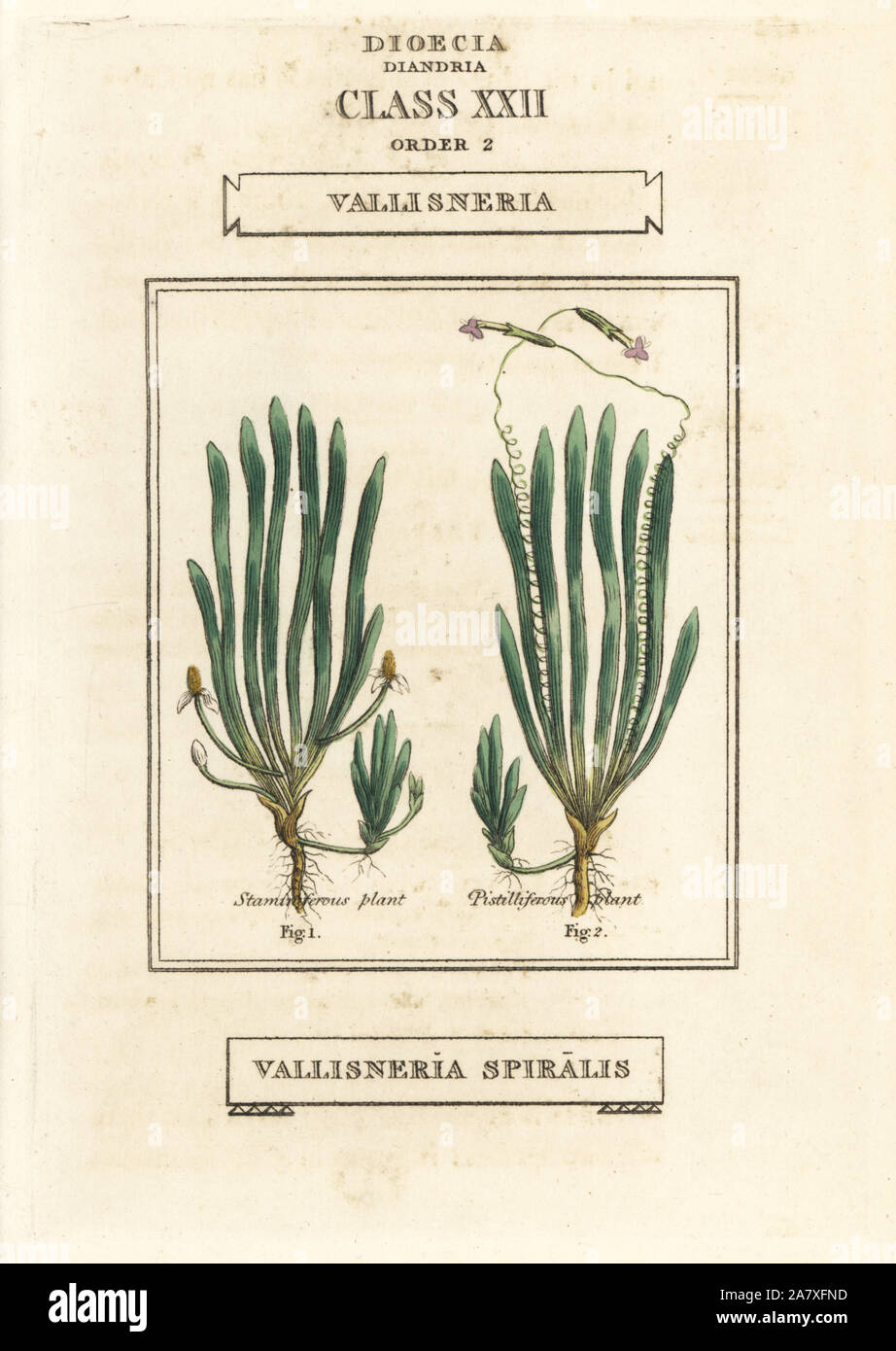 Il nastro di erba o di erba di anguilla, Vallisneria spiralis. Handcolored incisione su rame dopo una illustrazione di Richard Duppa dalla sua le classi e gli ordini del sistema Linnaean di botanica, Longman, Hurst, Londra, 1816. Foto Stock
