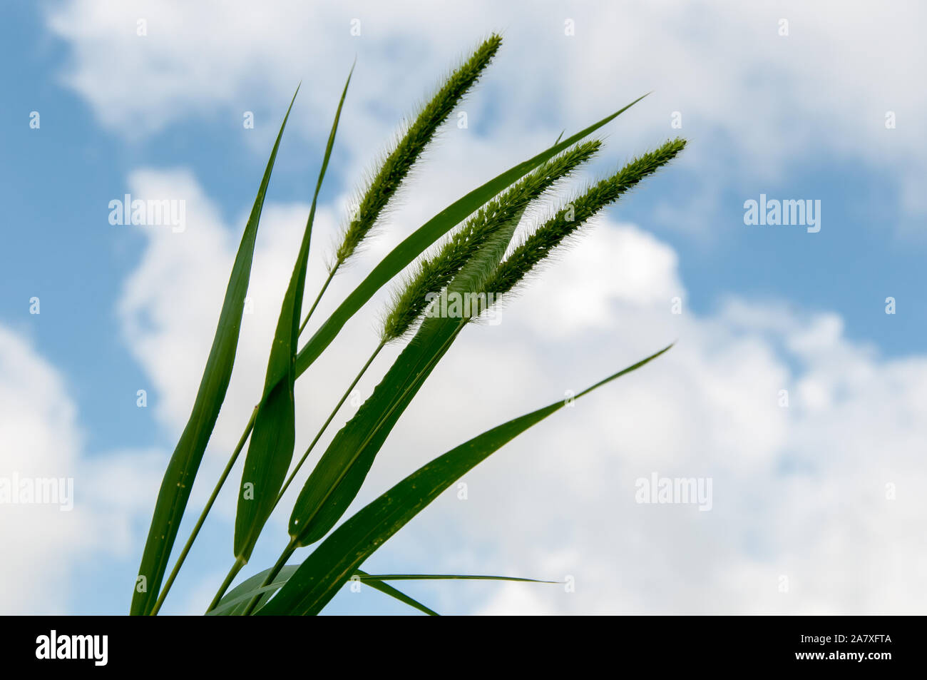 Capi di miglio su un unico impianto contro un cielo nuvoloso Foto Stock