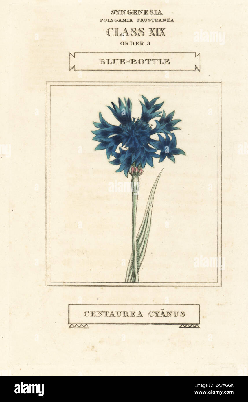 Fiordaliso (Centaurea cyanus) biologico semi