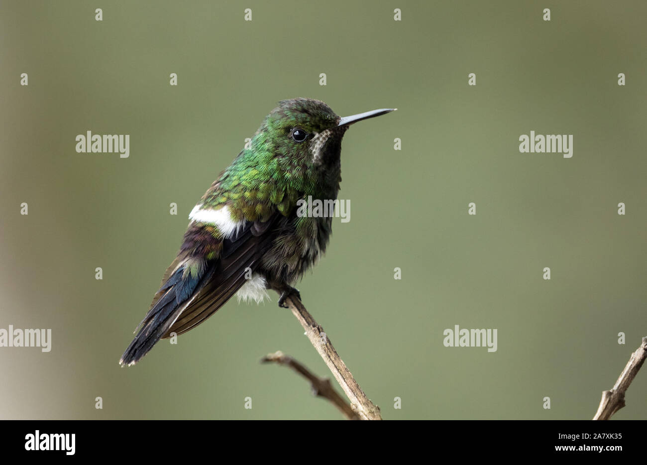 Primo piano del verde Thorntail hummingbird (Discosura conversii) appollaiate su un ramo in North Western Ecuador Foto Stock