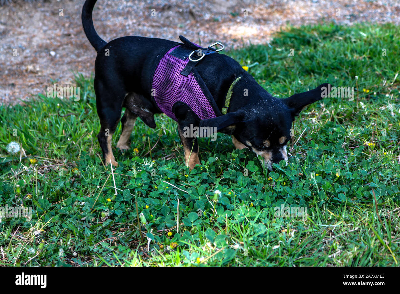 Un cane in erba Foto Stock