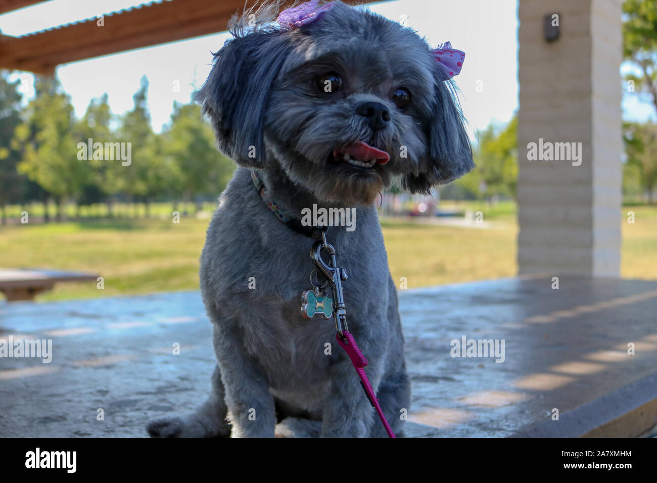 Super cane Foto Stock
