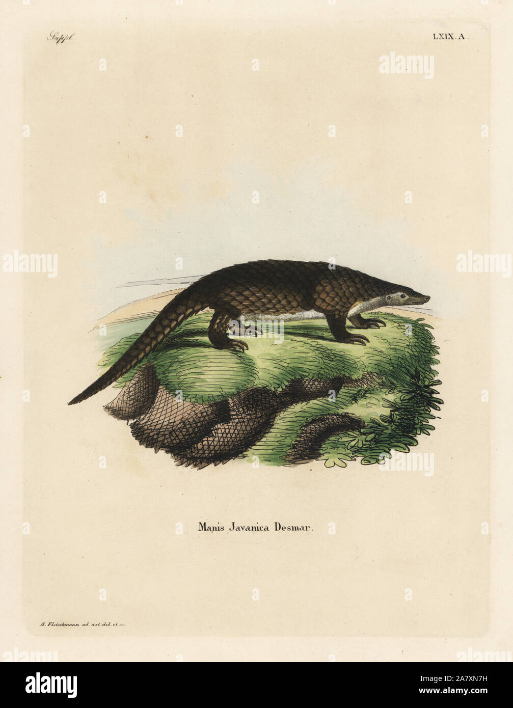 Sunda pangolin, Manis javanica Desmar. In pericolo critico. Disegnata da natura e inciso da A. Fleischmann. Handcolored incisione su rame da Johann Christian Daniel Schreber di illustrazioni di animali dopo la natura, o Schreber fantastico animali, Erlangen, Germania, 1775. Foto Stock