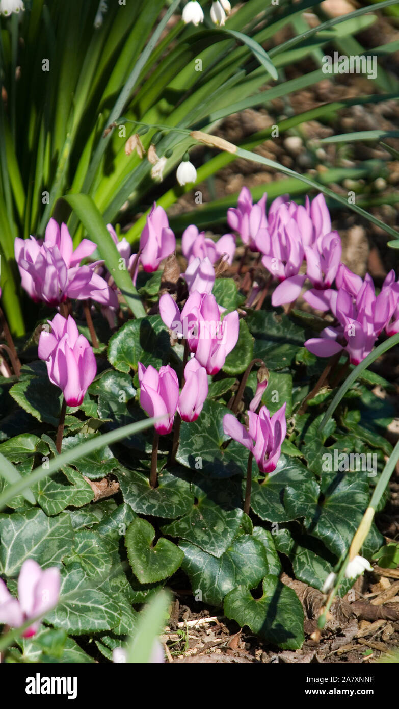 MAUVE CICLAMEN PERSICUM IN PIENA FIORITURA CHE CRESCE IN UN PICCOLO LETTO DI FIORI. Foto Stock