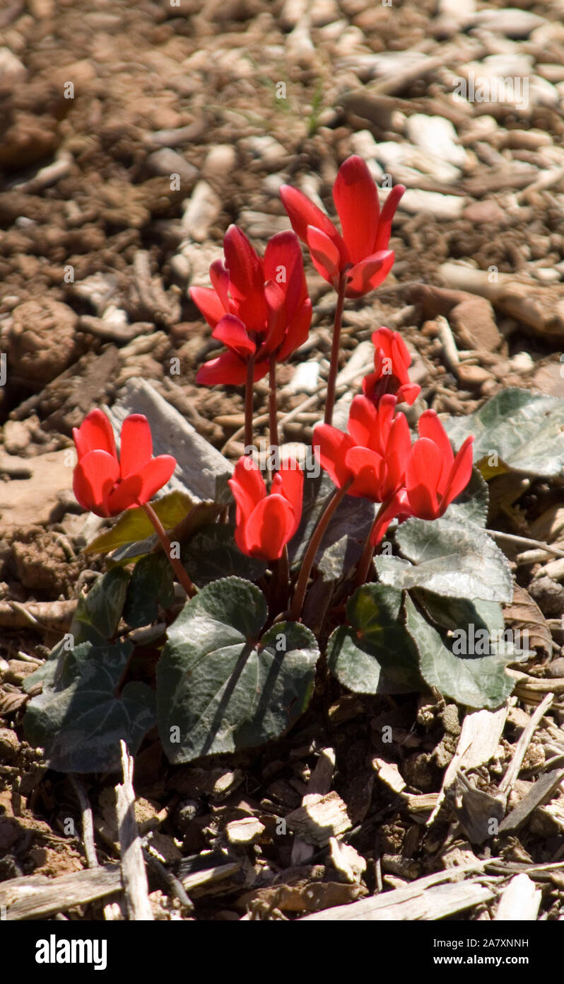 PRIMO PIANO DI CICLAMINI ROSSI (CICLAMINI PERSICUM) CHE CRESCONO IN AIUOLE DI FIORI. Foto Stock
