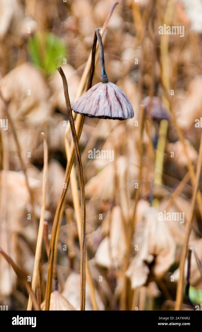 Seme essiccato CAPO DEL SACRO LOTUS LILY (NELUMBO) Foto Stock