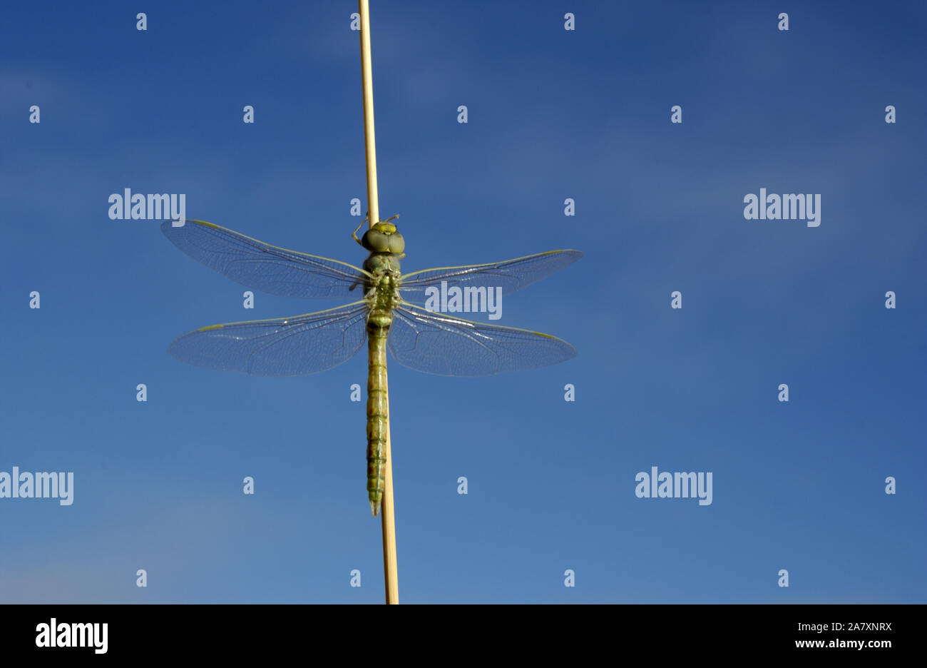 LIBELLULA BLU (ORTHETRUM CALEDONICUM) IN RIPOSO SU UN PIETOLO D'ERBA DI FRONTE A UN CIELO BLU CHIARO, VICINO A SUBIACO NEL WESTERN AUSTRALIA. Foto Stock