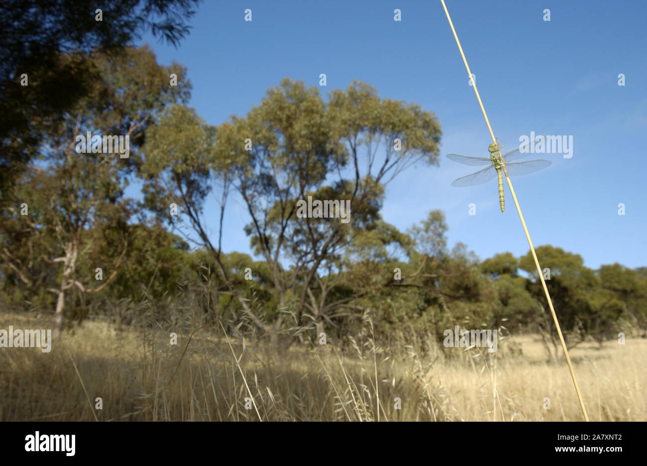 Libellula (Odonati) poggiante su un ramoscello con le ali stese aperta campagna fuori di Subiaco, Western Australia. Foto Stock