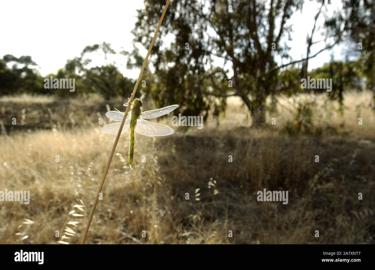 Libellula (Odonati) poggiante su un ramoscello con le ali stese aperta campagna fuori di Subiaco, Western Australia. Foto Stock